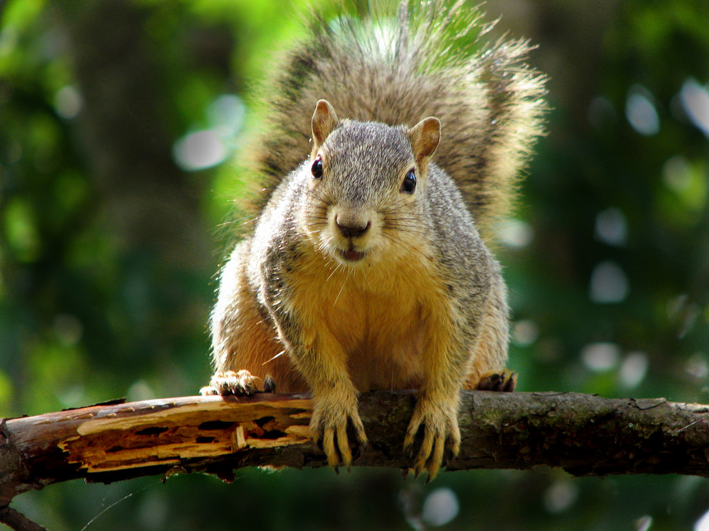 A squirrel on a branch staring into the camera