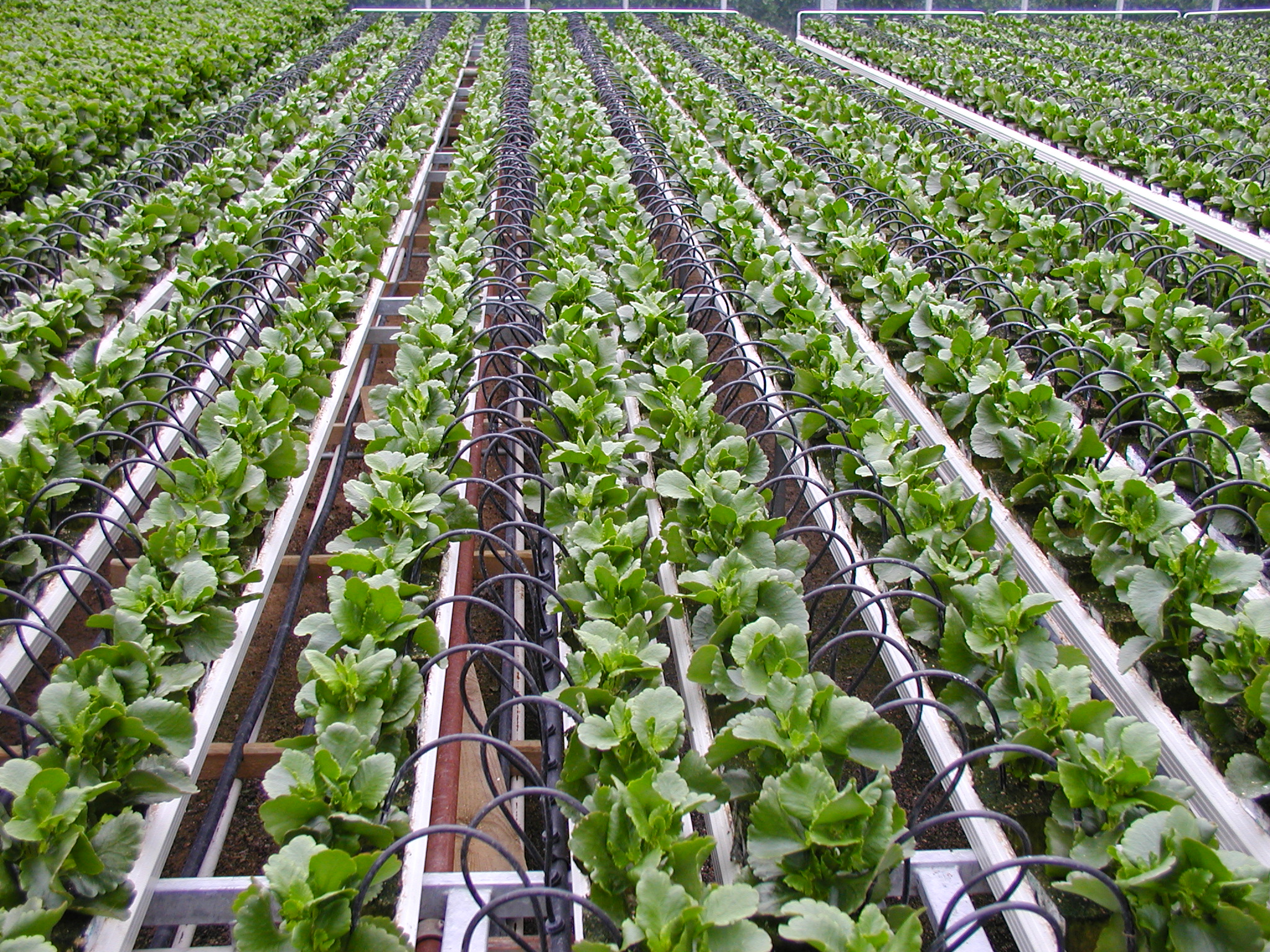 rows of crops