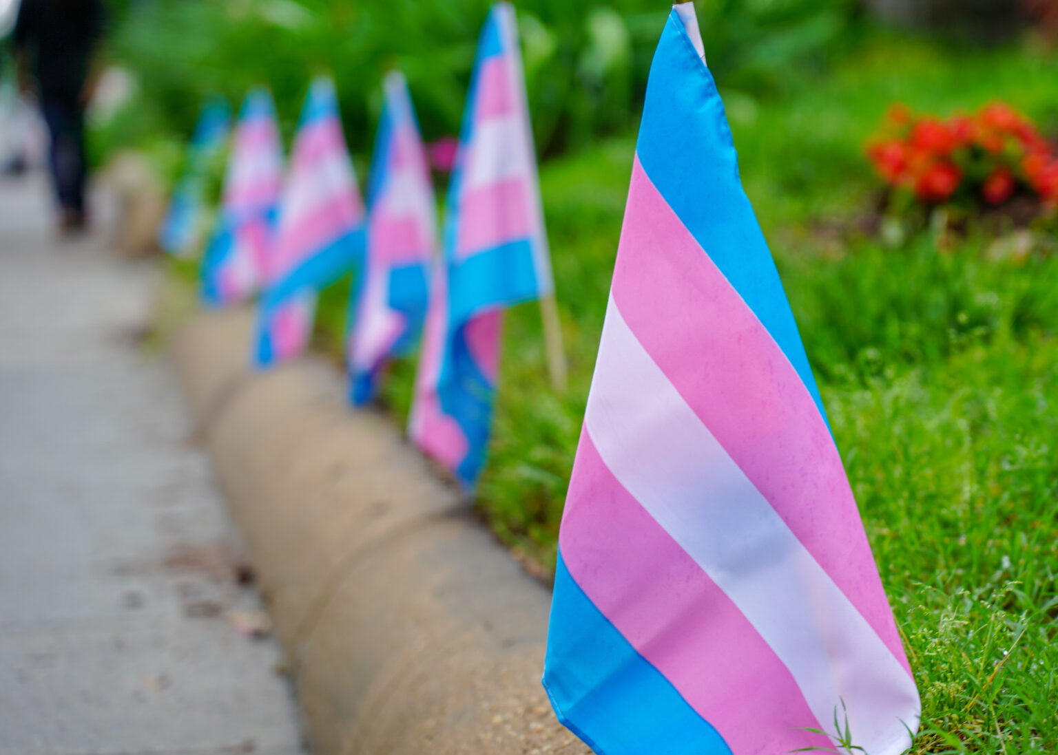 a row of small trans flags along a curb